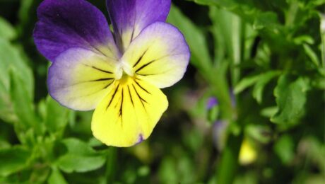 Hidartação - viola tricolor