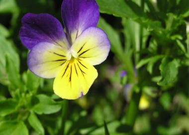 Hidartação - viola tricolor